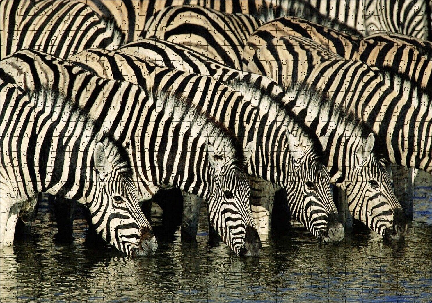 Su İçen Zebra Sürüsü Görseli Puzzle Yapboz MDF Ahşap 500 Parça 49 cm X 68 cm