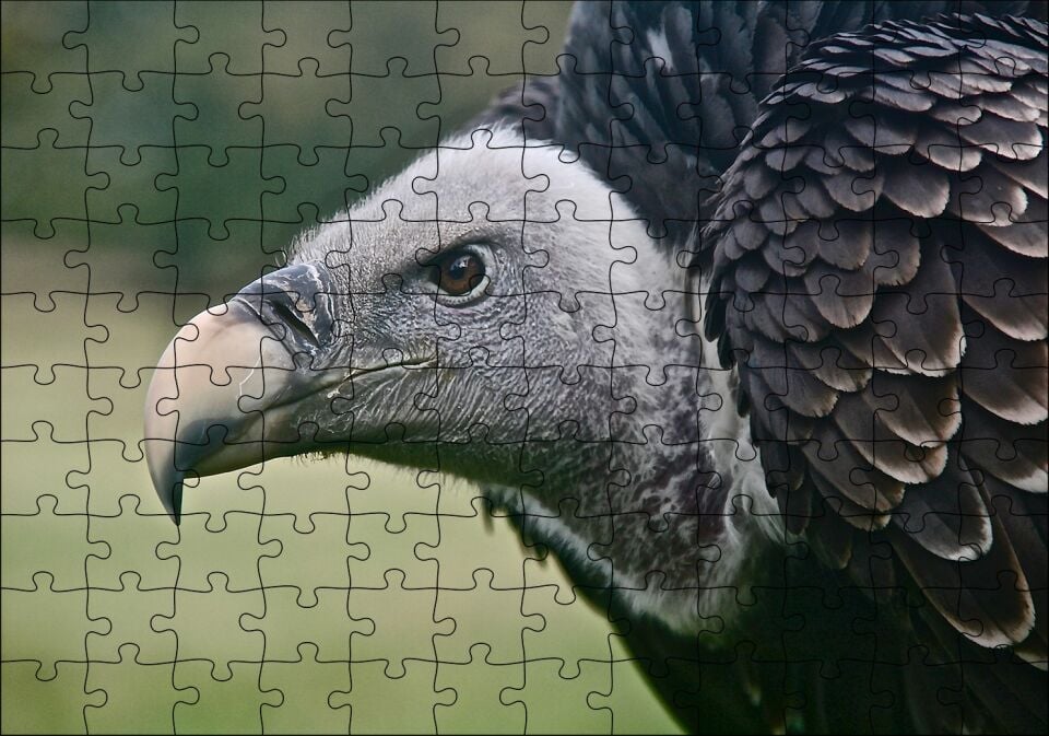 Gri Başlı Siyah Akbaba Yakın Çekim Puzzle Yapboz MDF Ahşap 120 Parça 24 cm X 34 cm
