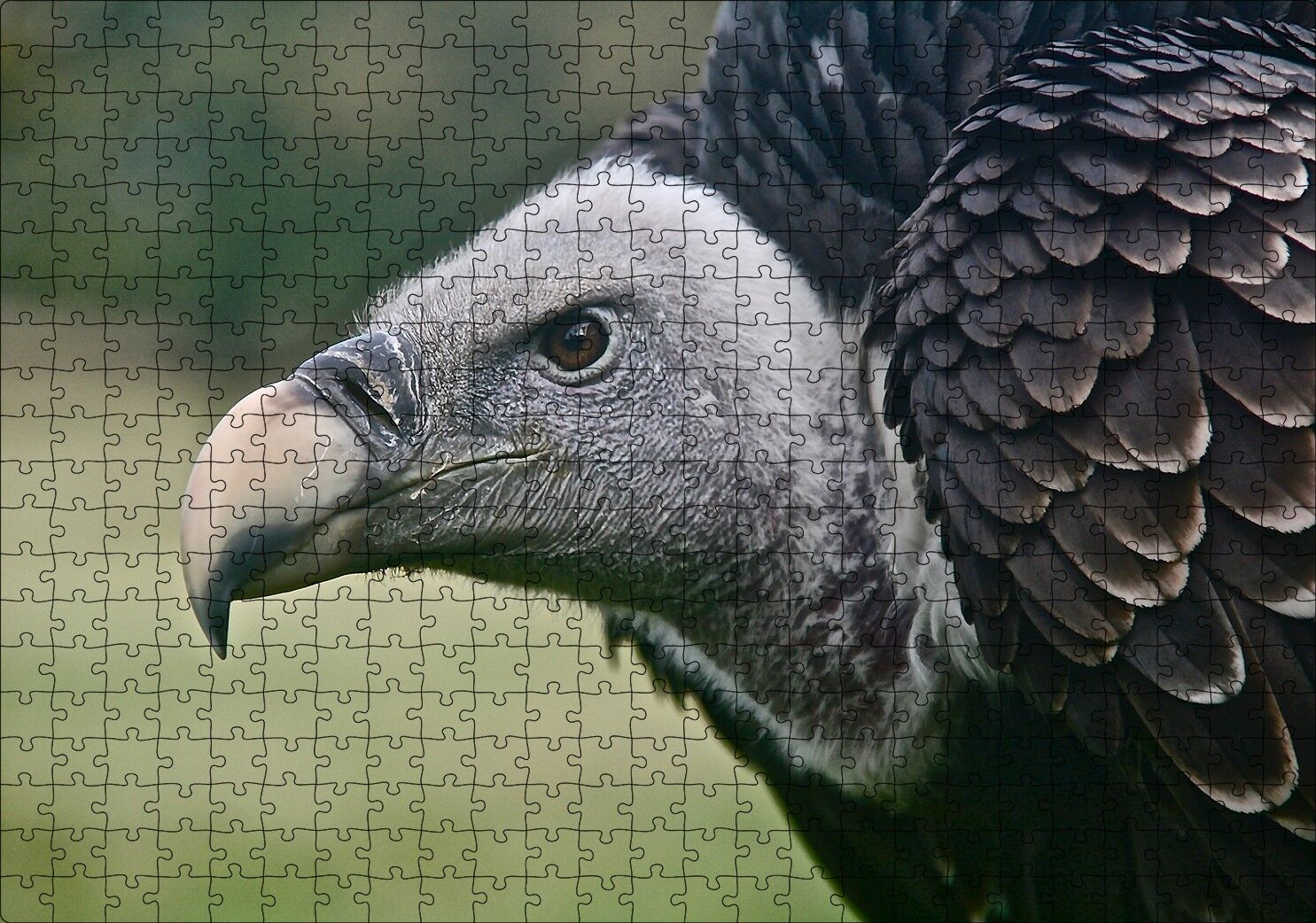 Gri Başlı Siyah Akbaba Yakın Çekim Puzzle Yapboz MDF Ahşap 500 Parça 49 cm X 68 cm