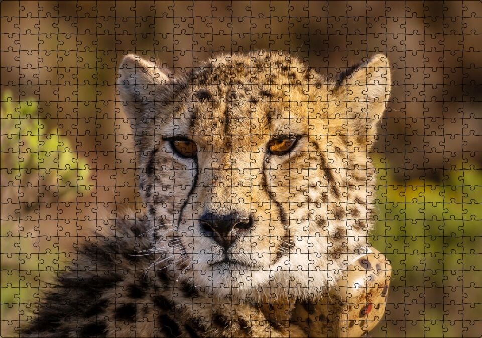 Çita Yakın Çekim Flu Savana Arka Plan Puzzle Yapboz MDF Ahşap 500 Parça 49 cm X 68 cm