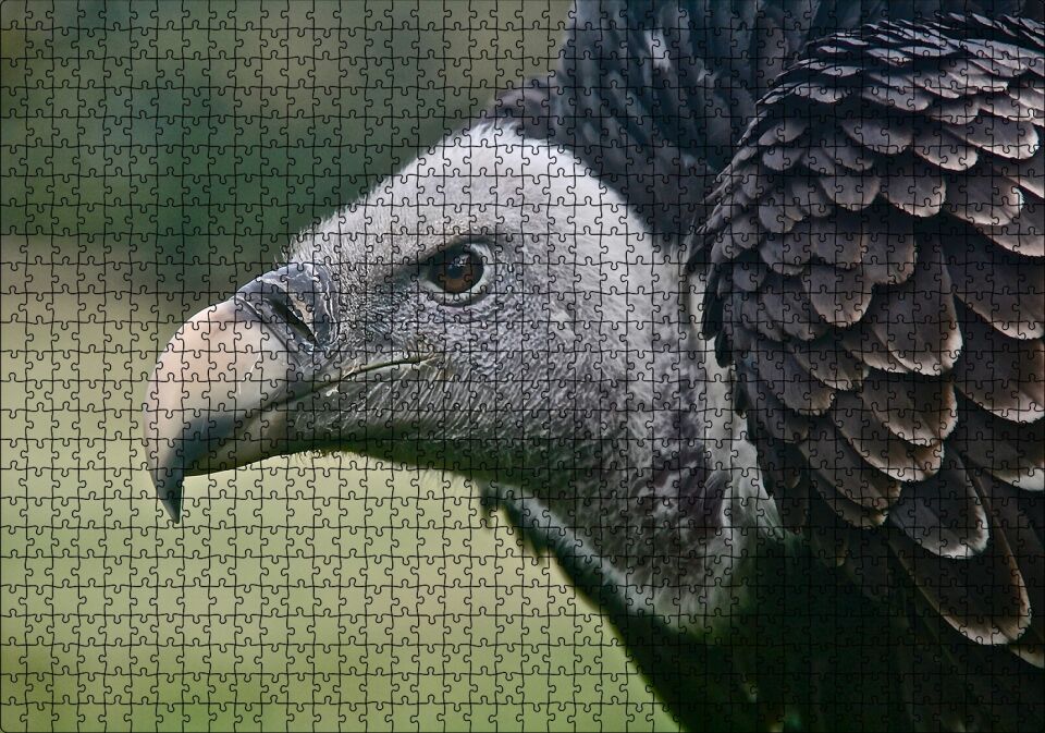 Gri Başlı Siyah Akbaba Yakın Çekim Puzzle Yapboz MDF Ahşap 1000 Parça 49 cm X 68 cm