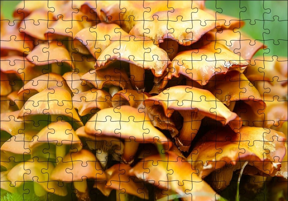 Sarı Mantarlar Puzzle Yapboz MDF Ahşap 120 Parça 24 cm X 34 cm