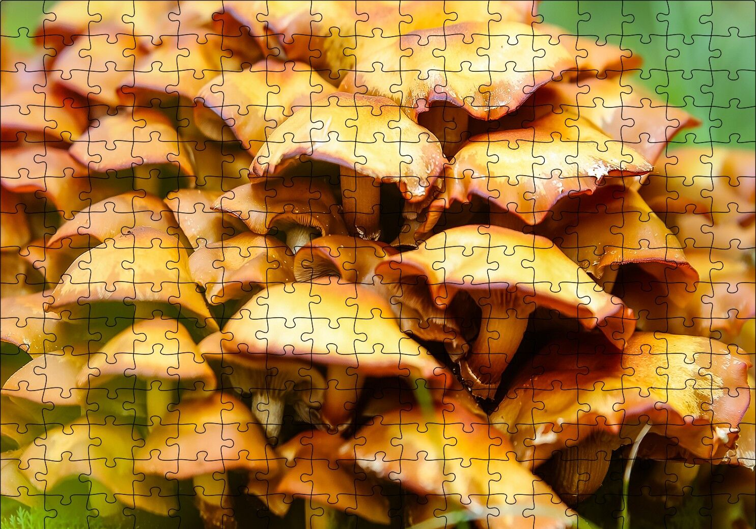 Sarı Mantarlar Puzzle Yapboz MDF Ahşap 255 Parça 34 cm X 49 cm