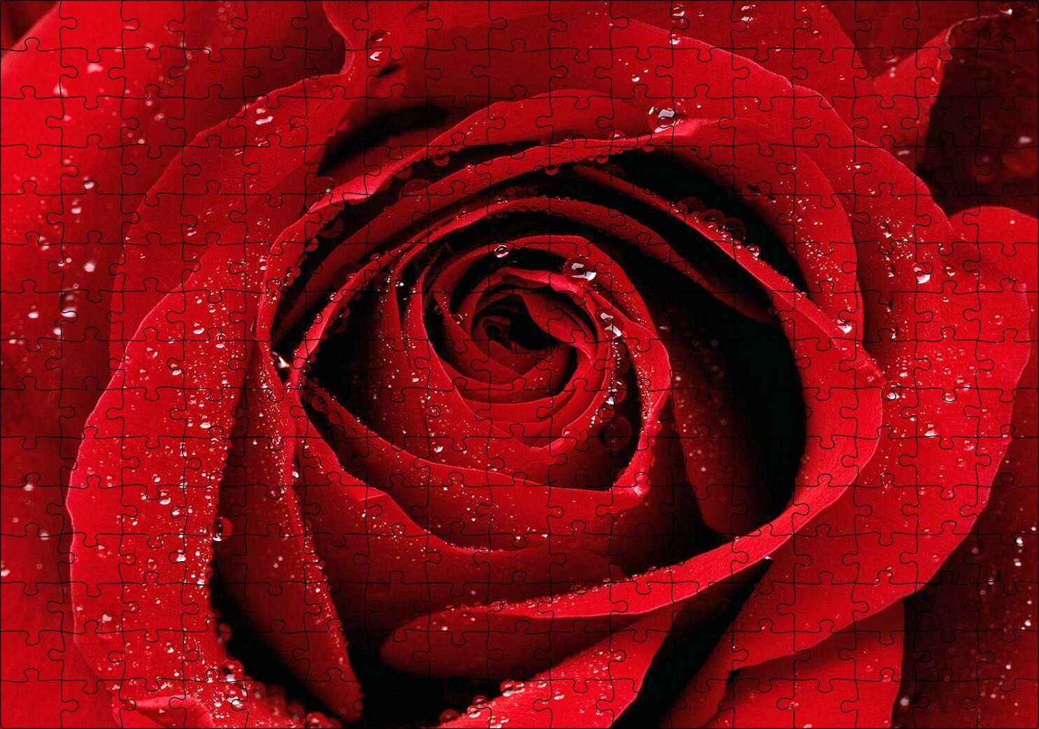Yağmur Damlası Ve Güzel Gül Fotoğrafı Puzzle Yapboz MDF Ahşap 255 Parça 34 cm X 49 cm