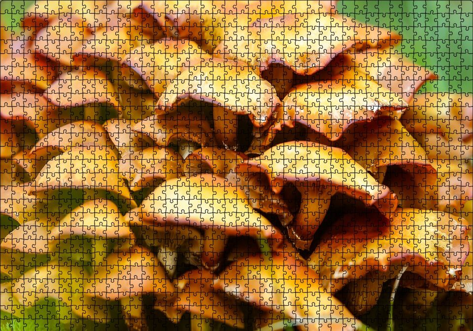 Sarı Mantarlar Puzzle Yapboz MDF Ahşap 1000 Parça 49 cm X 68 cm