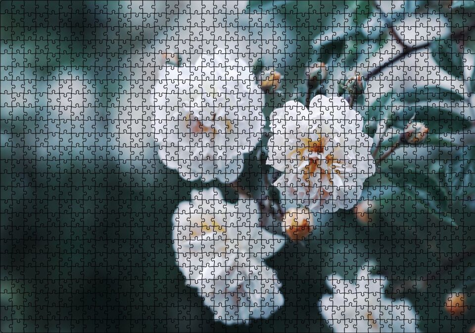 Dalda Beyaz Çiçekler Flu Arka Plan Puzzle Yapboz MDF Ahşap 1000 Parça 49 cm X 68 cm