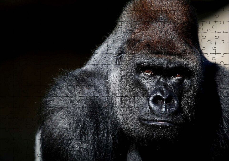 Western Lowland Gorilla Görseli Puzzle Yapboz MDF Ahşap 255 Parça 34 cm X 49 cm