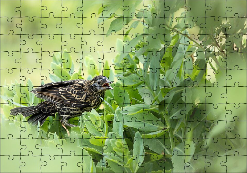 Yeşillikler İçinde Sığırcık Kuşu Görseli Puzzle Yapboz MDF Ahşap 120 Parça 24 cm X 34 cm