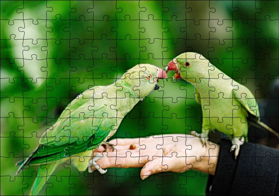 El Üzerinde Bir Çift Sevda Papağanı Puzzle Yapboz MDF Ahşap