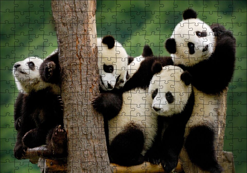 Sevimli Panda Yavruları Puzzle Yapboz MDF Ahşap 255 Parça 34 cm X 49 cm