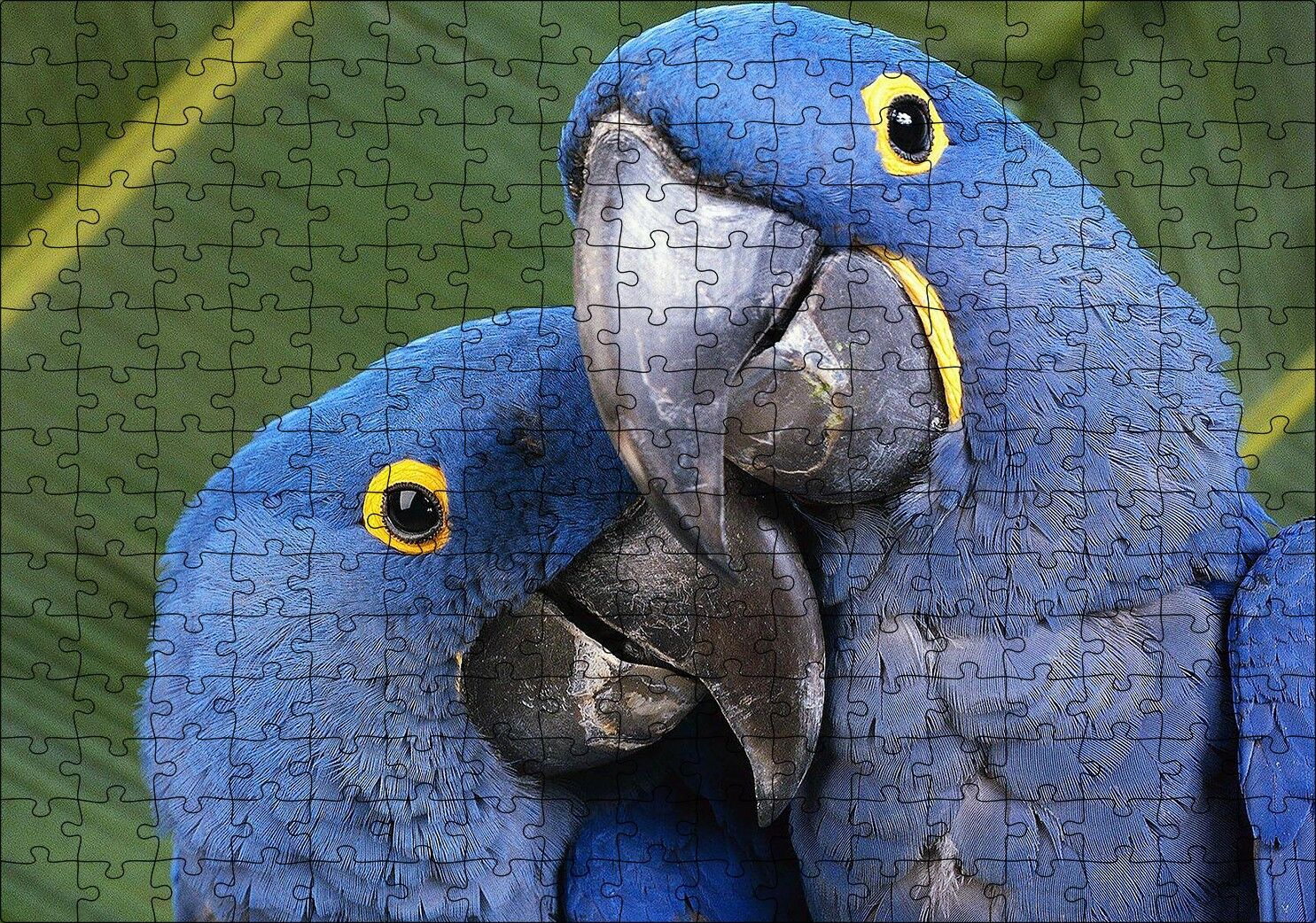 Mavi Macaw Papağanları Çift Puzzle Yapboz MDF Ahşap 255 Parça 34 cm X 49 cm
