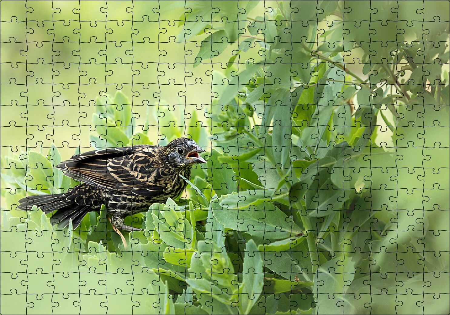 Yeşillikler İçinde Sığırcık Kuşu Görseli Puzzle Yapboz MDF Ahşap 255 Parça 34 cm X 49 cm