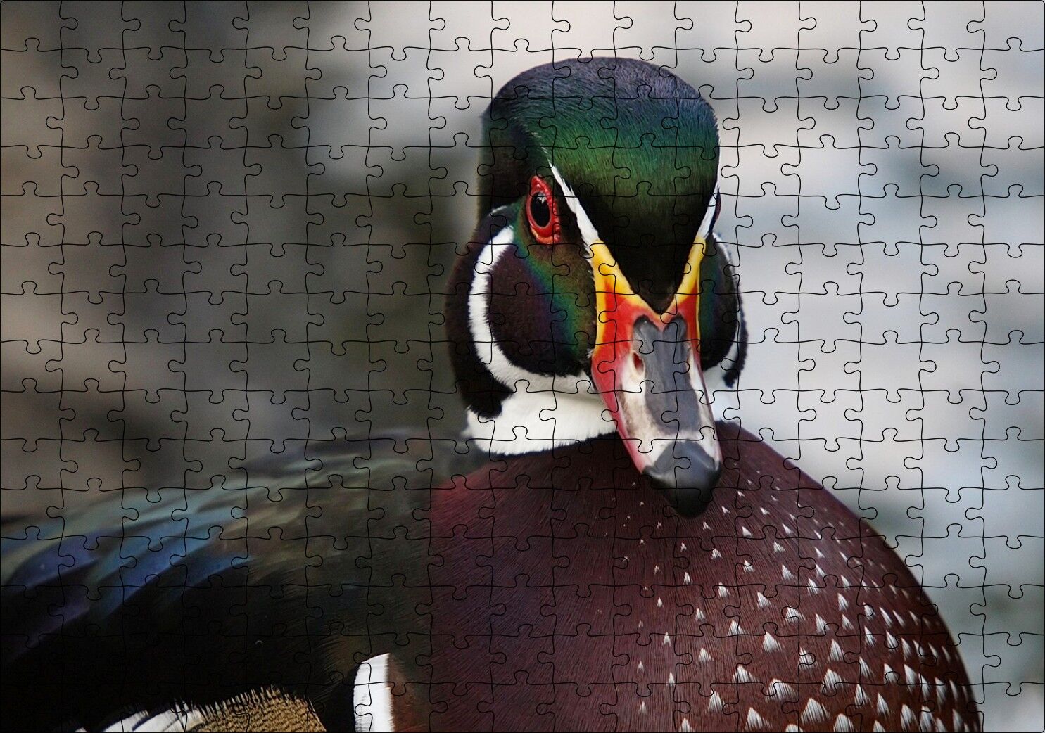 Yeşil Başlı Ördek Yakın Plan Puzzle Yapboz MDF Ahşap 255 Parça 34 cm X 49 cm