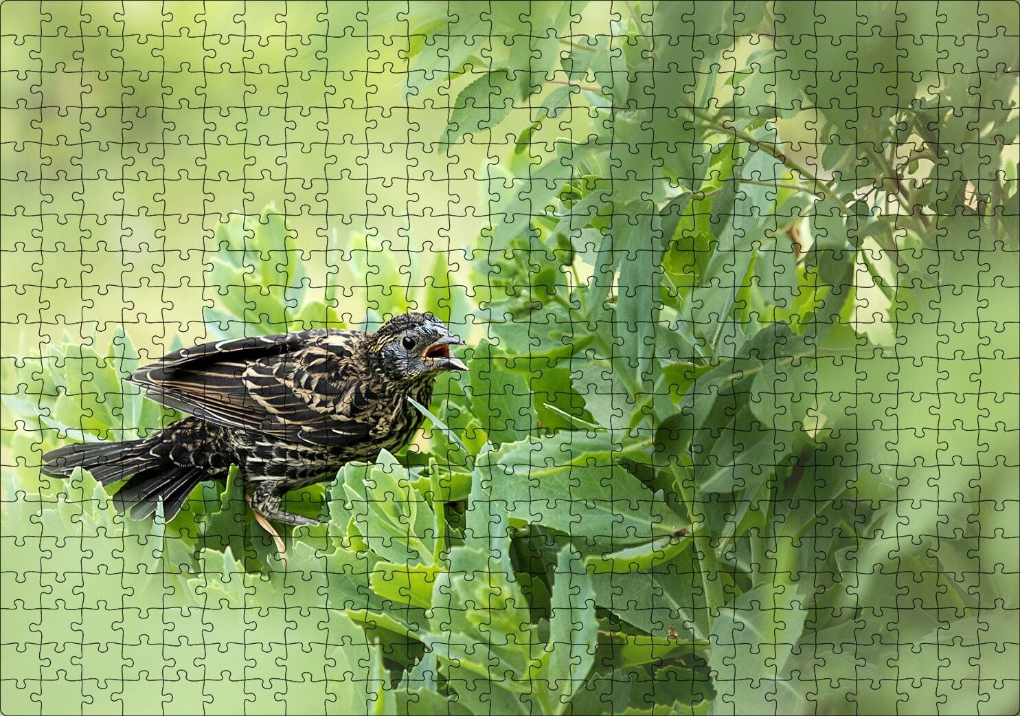 Yeşillikler İçinde Sığırcık Kuşu Görseli Puzzle Yapboz MDF Ahşap 500 Parça 49 cm X 68 cm