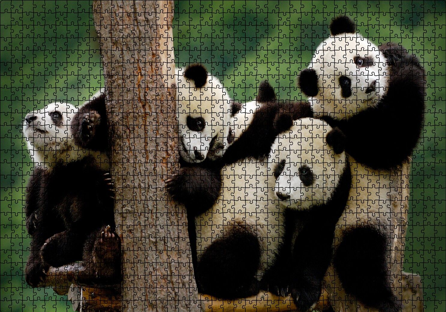 Sevimli Panda Yavruları Puzzle Yapboz MDF Ahşap 1000 Parça 49 cm X 68 cm