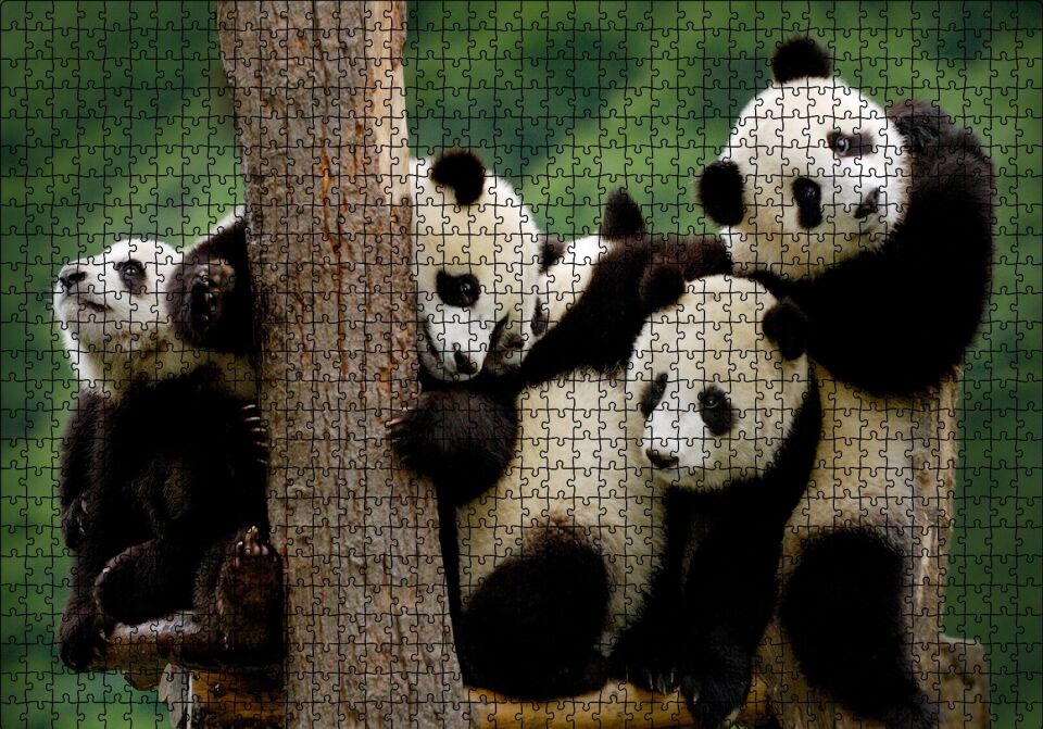 Sevimli Panda Yavruları Puzzle Yapboz MDF Ahşap 1000 Parça 49 cm X 68 cm