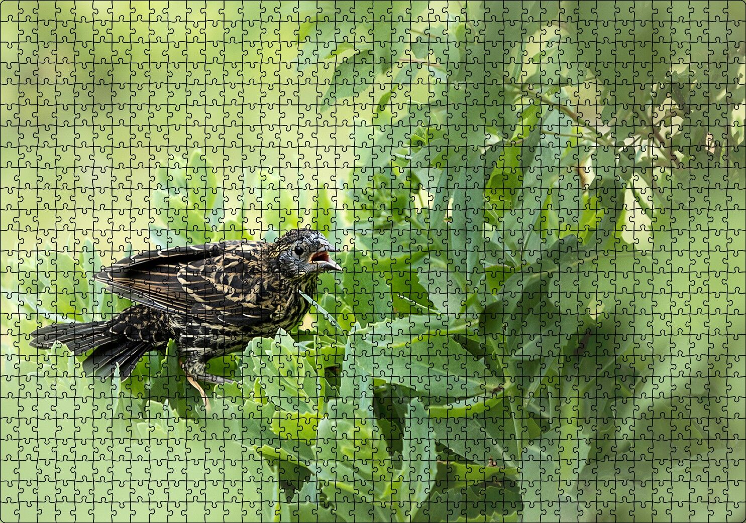 Yeşillikler İçinde Sığırcık Kuşu Görseli Puzzle Yapboz MDF Ahşap 1000 Parça 49 cm X 68 cm