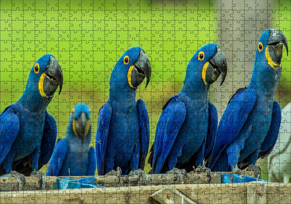 Mavi Macaw Papağanları Puzzle Yapboz MDF Ahşap 500 Parça 49 cm X 68 cm