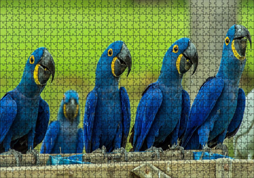 Mavi Macaw Papağanları Puzzle Yapboz MDF Ahşap 1000 Parça 49 cm X 68 cm