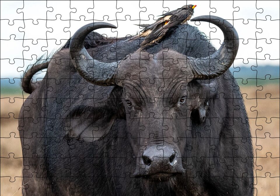 Buffalo ve Sırtındaki Kuş Arkadaşları Puzzle Yapboz MDF Ahşap