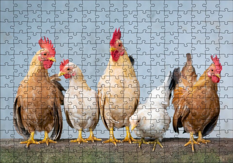Duvarın Üstünde Kahverengi Beyaz Tavuklar Puzzle Yapboz MDF Ahşap 255 Parça 34 cm X 49 cm