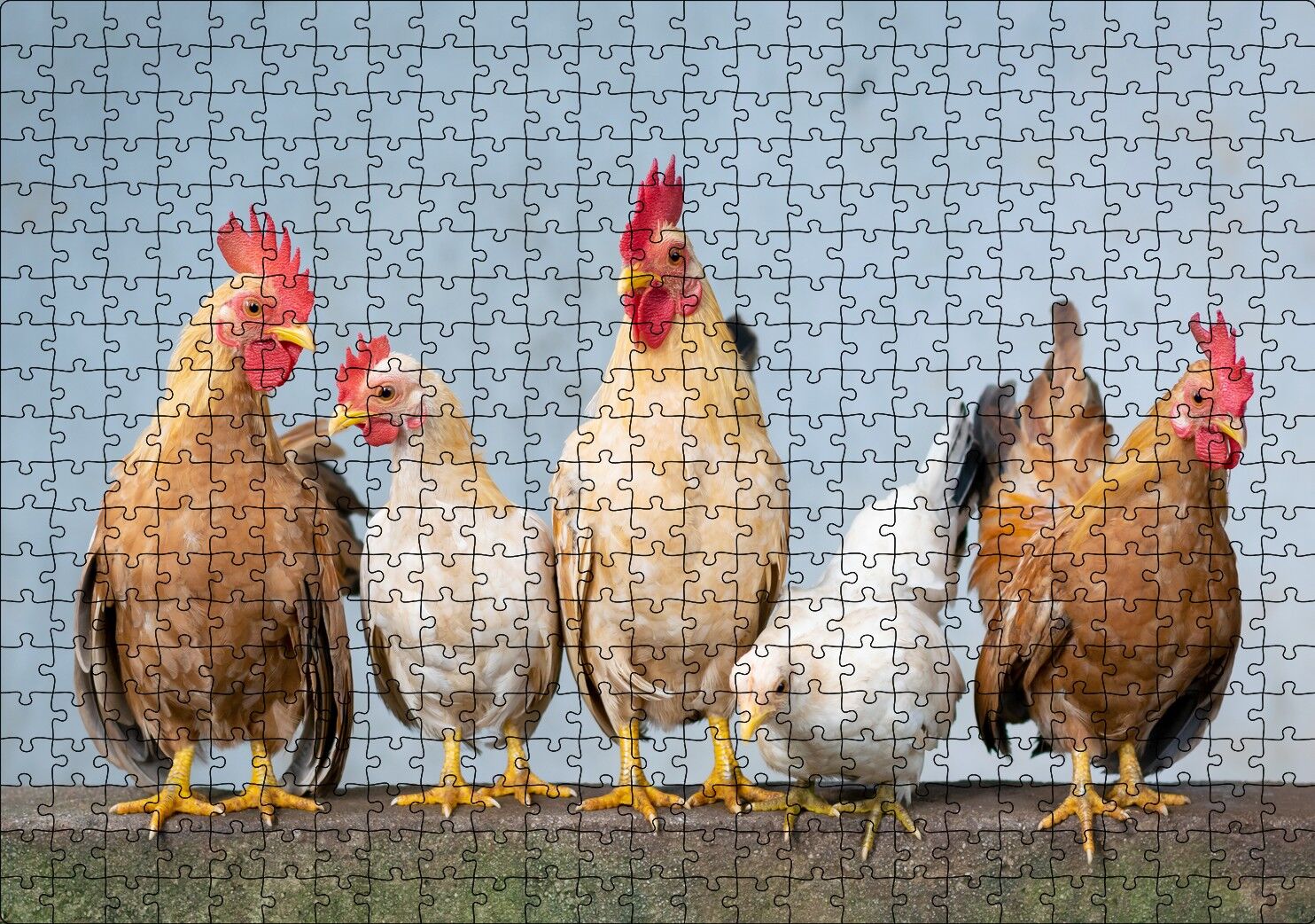 Duvarın Üstünde Kahverengi Beyaz Tavuklar Puzzle Yapboz MDF Ahşap 500 Parça 49 cm X 68 cm