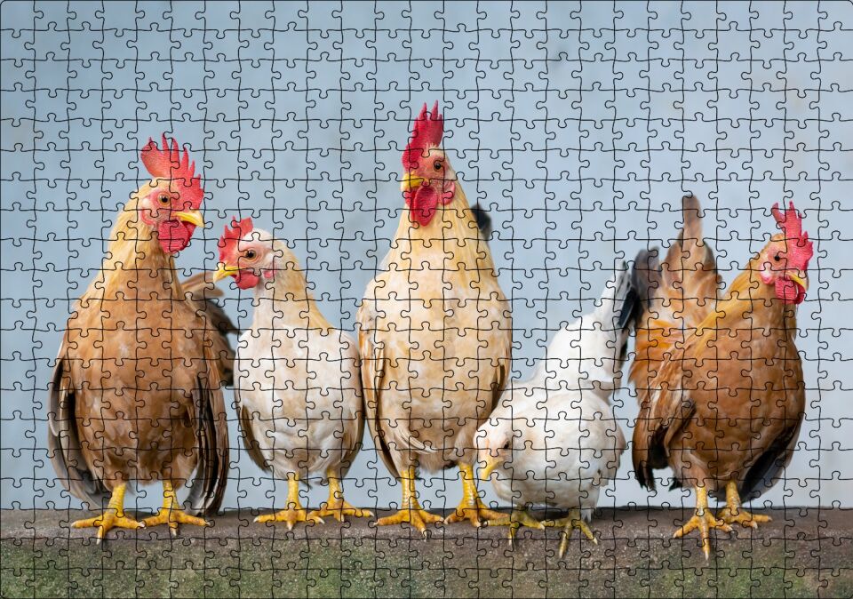 Duvarın Üstünde Kahverengi Beyaz Tavuklar Puzzle Yapboz MDF Ahşap 500 Parça 49 cm X 68 cm
