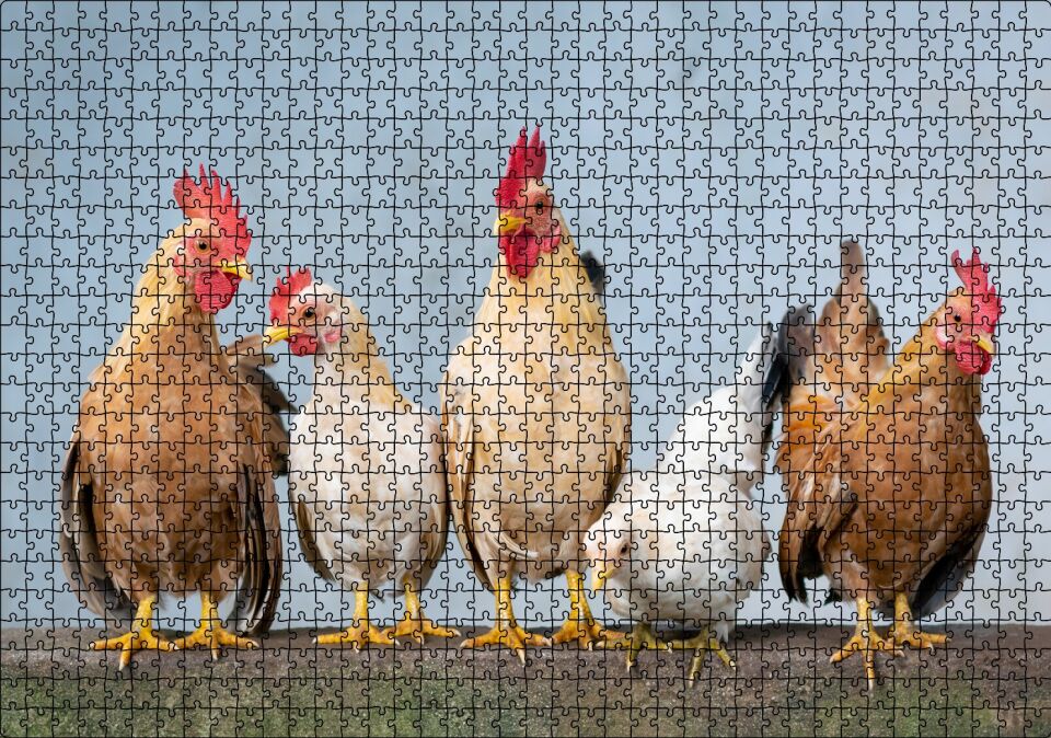 Duvarın Üstünde Kahverengi Beyaz Tavuklar Puzzle Yapboz MDF Ahşap 1000 Parça 49 cm X 68 cm