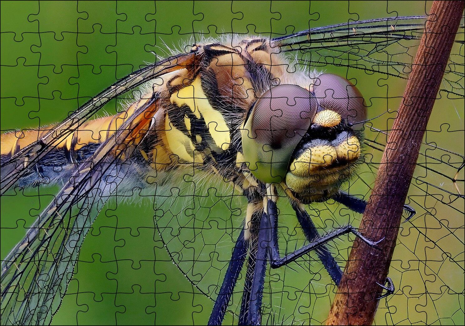 Dişi Yusufçuk Makro Çekim Puzzle Yapboz MDF Ahşap 120 Parça 24 cm X 34 cm