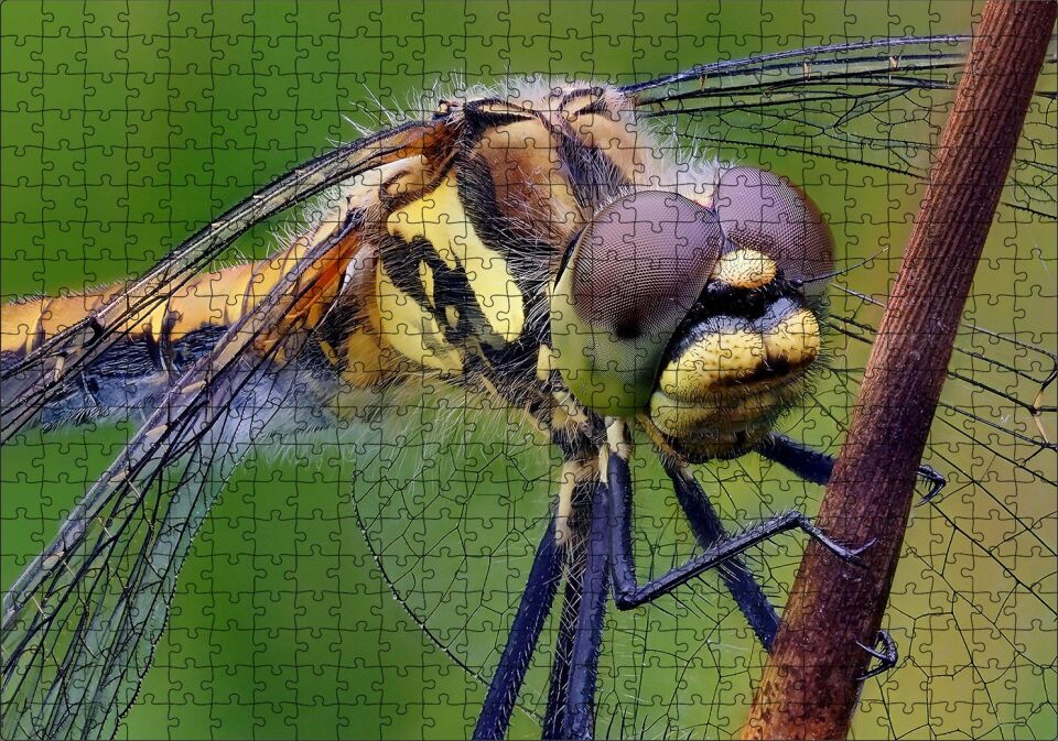 Dişi Yusufçuk Makro Çekim Puzzle Yapboz MDF Ahşap 500 Parça 49 cm X 68 cm