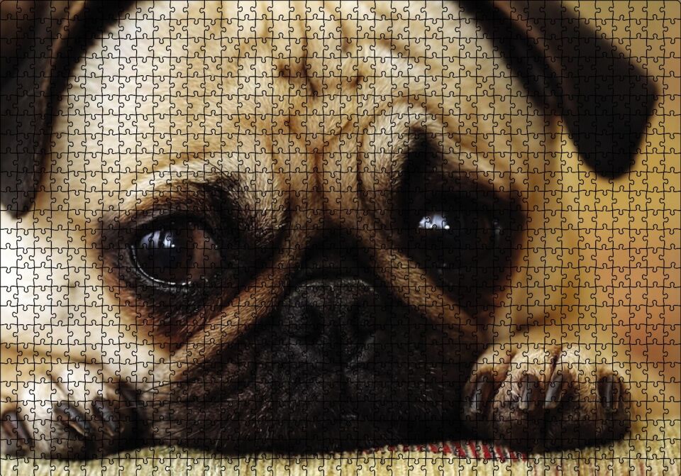 Pug Cinsi Köpek Puzzle Yapboz MDF Ahşap 1000 Parça 49 cm X 68 cm