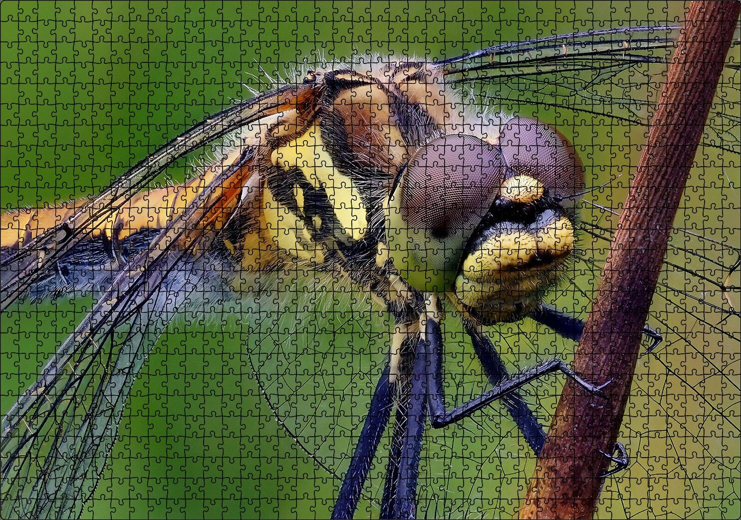 Dişi Yusufçuk Makro Çekim Puzzle Yapboz MDF Ahşap 1000 Parça 49 cm X 68 cm