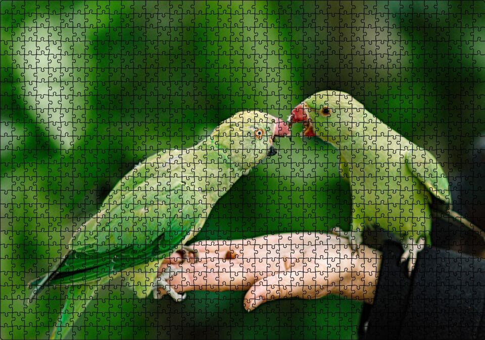 El Üzerinde Bir Çift Sevda Papağanı Puzzle Yapboz MDF Ahşap 1000 Parça 49 cm X 68 cm