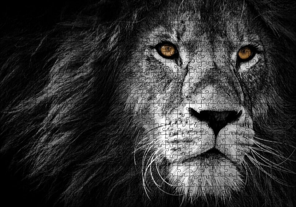 Yalnız Kral Erkek Aslan Yakın Portre Siyah Beyaz Puzzle Yapboz MDF Ahşap 500 Parça 49 cm X 68 cm