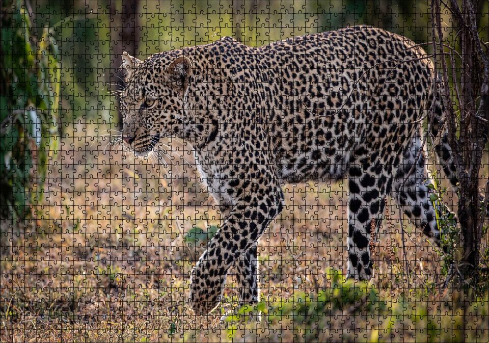 Kuru Otların Üzerinde Yürüyen Leopar Puzzle Yapboz MDF Ahşap 1000 Parça 49 cm X 68 cm