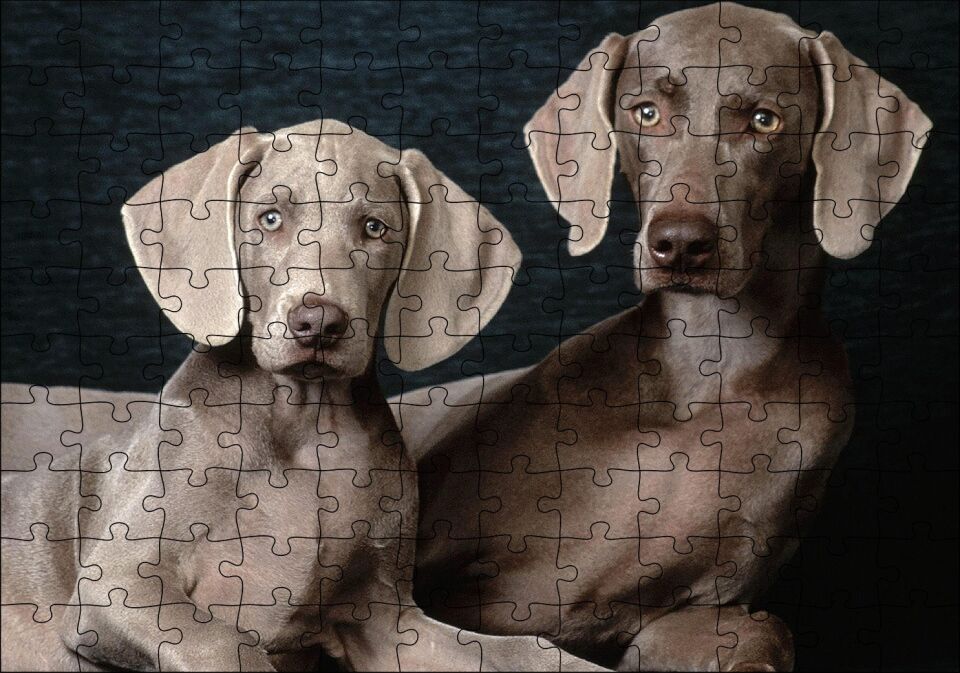 Sevimli Kahverengi Weimaranerler Puzzle Yapboz MDF Ahşap 120 Parça 24 cm X 34 cm