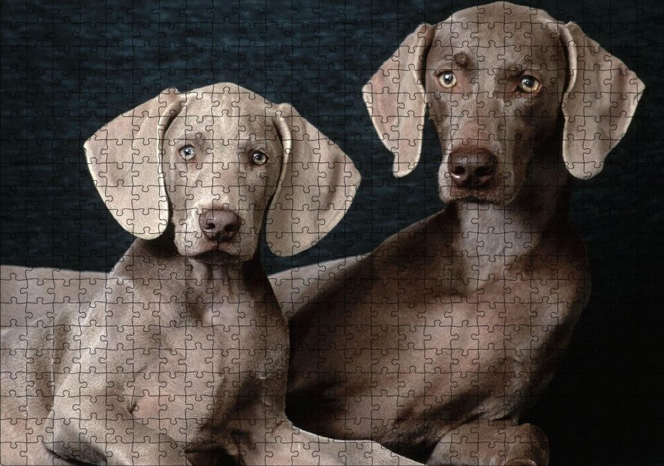Sevimli Kahverengi Weimaranerler Puzzle Yapboz MDF Ahşap 500 Parça 49 cm X 68 cm