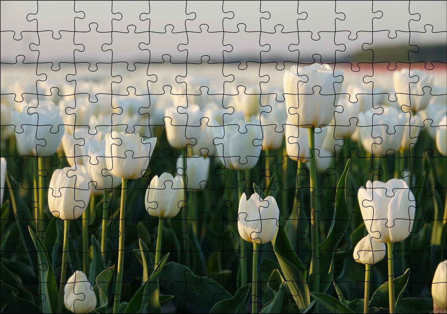 Gündoğumunda Beyaz Laleler Puzzle Yapboz MDF Ahşap