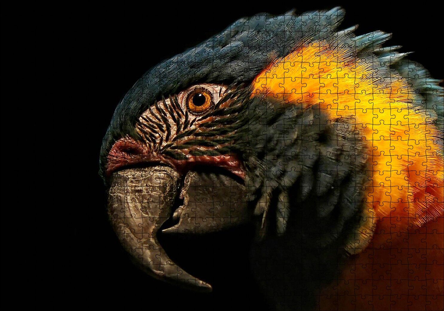 Siyah Arkaplan Turuncu Siyah Macaw Puzzle Yapboz MDF Ahşap 500 Parça 49 cm X 68 cm