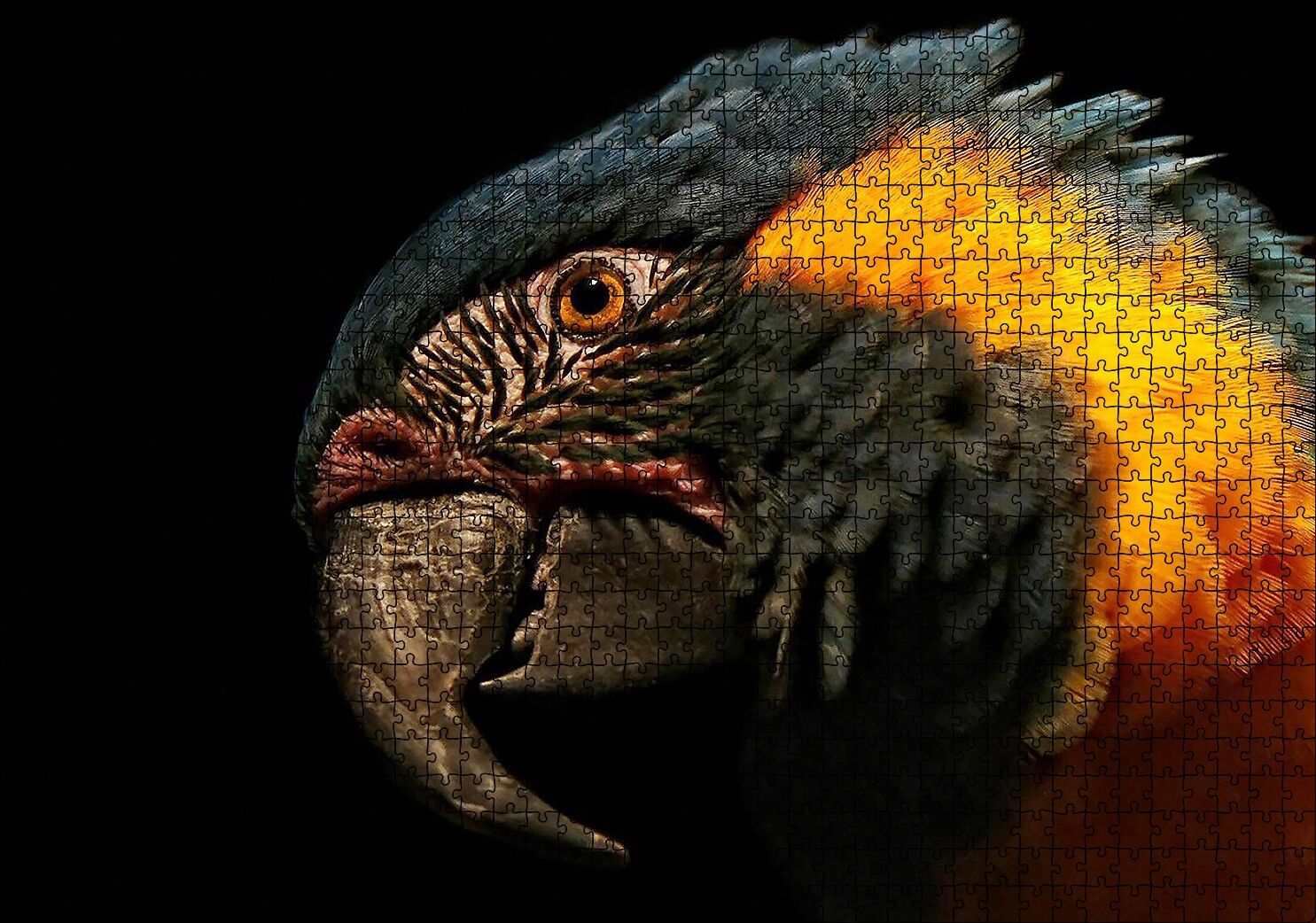 Siyah Arkaplan Turuncu Siyah Macaw Puzzle Yapboz MDF Ahşap 1000 Parça 49 cm X 68 cm