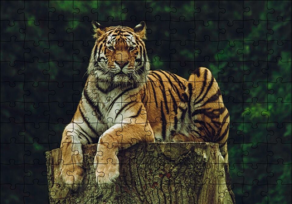 Kütüğün Üzerindeki Bengal Kaplanı Puzzle Yapboz MDF Ahşap