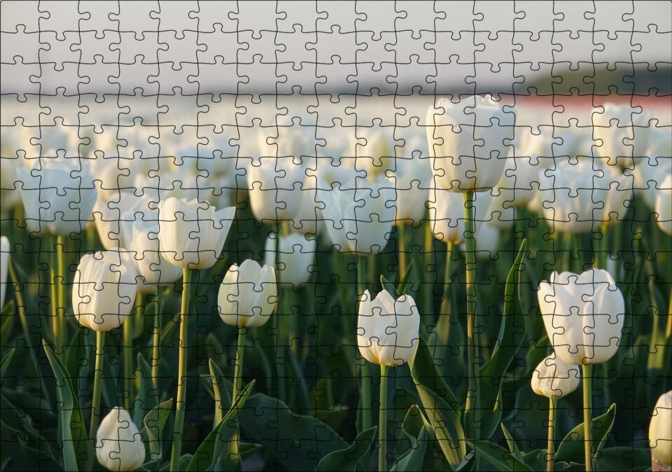 Gündoğumunda Beyaz Laleler Puzzle Yapboz MDF Ahşap 255 Parça 34 cm X 49 cm