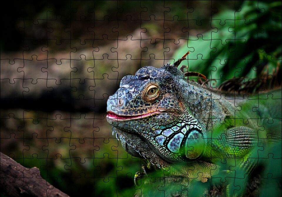 Muhteşem Renkleriyle Iguana Puzzle Yapboz MDF Ahşap