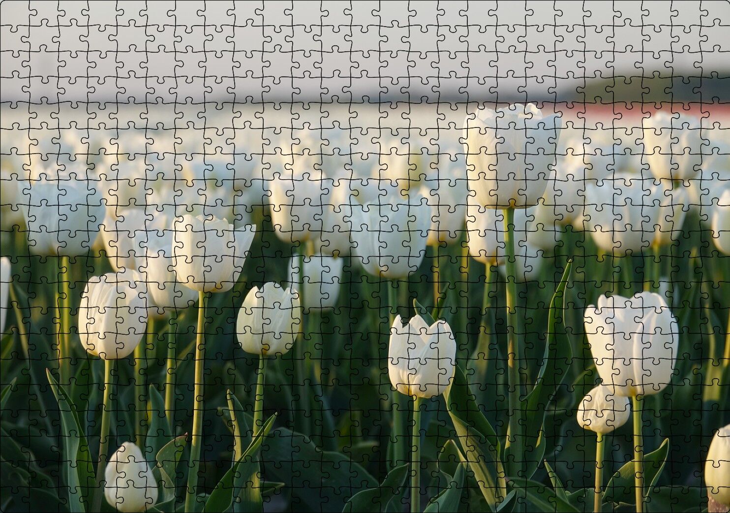 Gündoğumunda Beyaz Laleler Puzzle Yapboz MDF Ahşap 500 Parça 49 cm X 68 cm