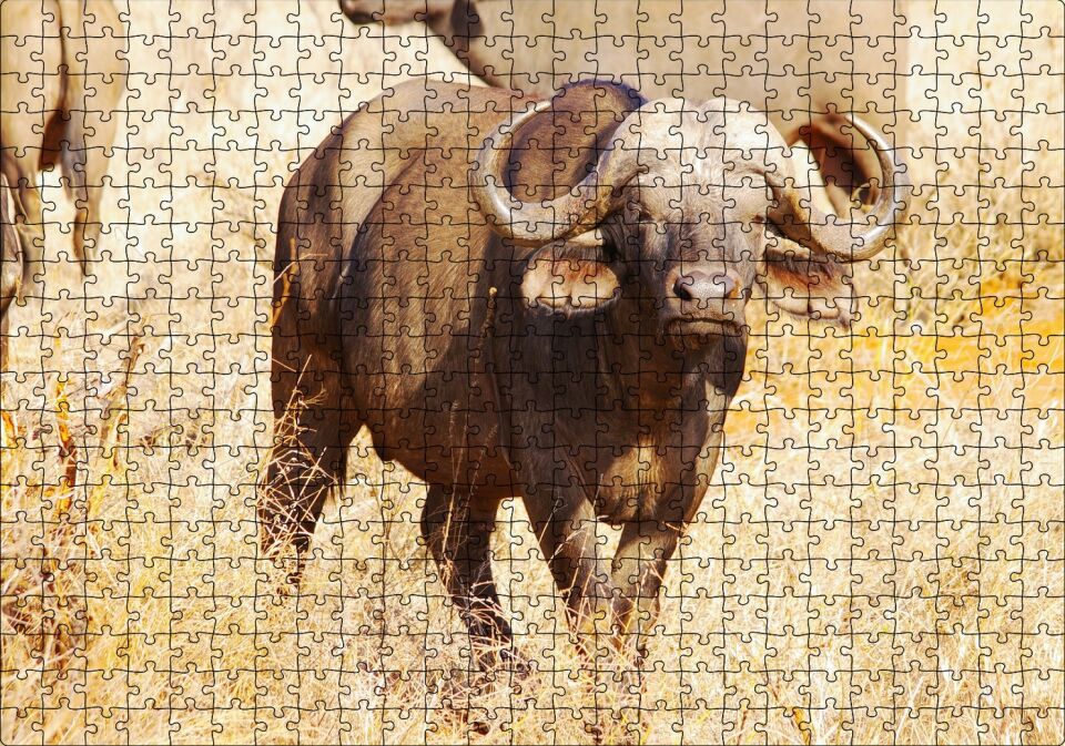 Afrika Bozkırında Bufalo ve Kuru Otlar Puzzle Yapboz MDF Ahşap 500 Parça 49 cm X 68 cm