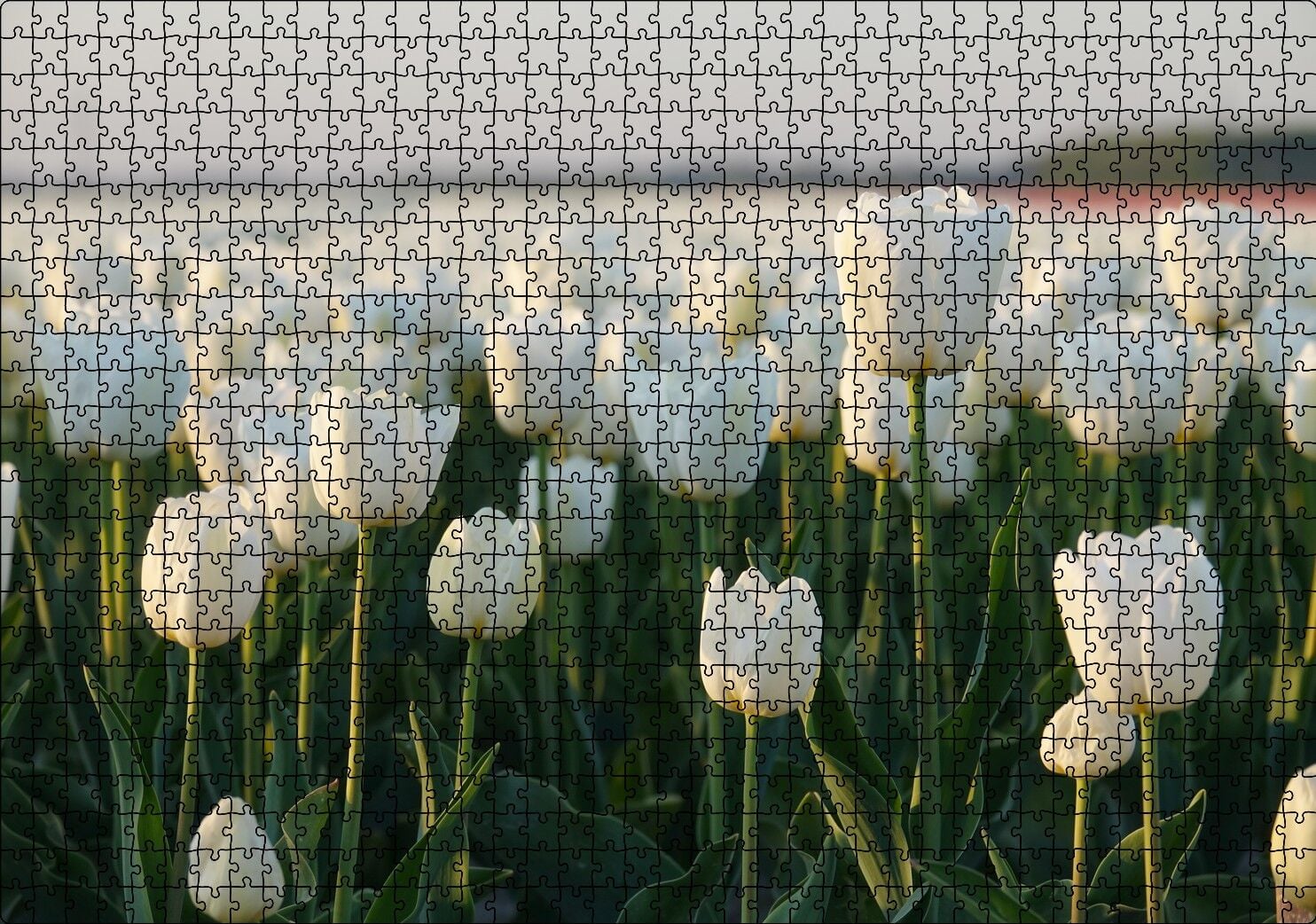 Gündoğumunda Beyaz Laleler Puzzle Yapboz MDF Ahşap 1000 Parça 49 cm X 68 cm