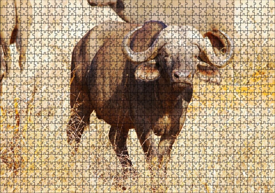 Afrika Bozkırında Bufalo ve Kuru Otlar Puzzle Yapboz MDF Ahşap 1000 Parça 49 cm X 68 cm