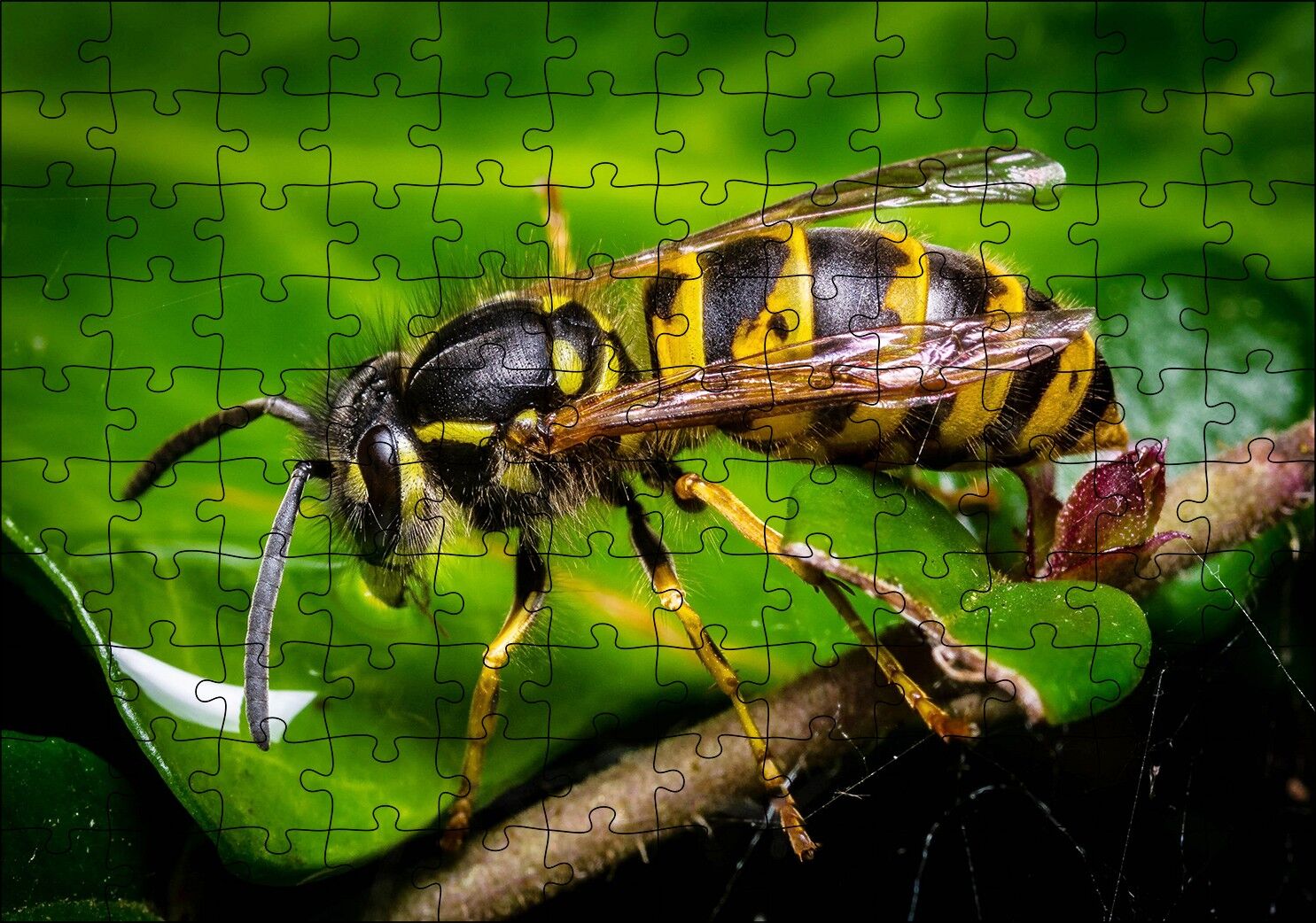 Yapraktan Su İçen Eşek Arısı Makro Çekim Puzzle Yapboz MDF Ahşap