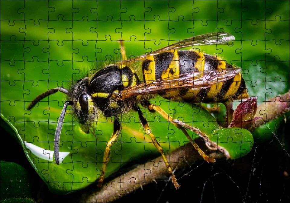 Yapraktan Su İçen Eşek Arısı Makro Çekim Puzzle Yapboz MDF Ahşap