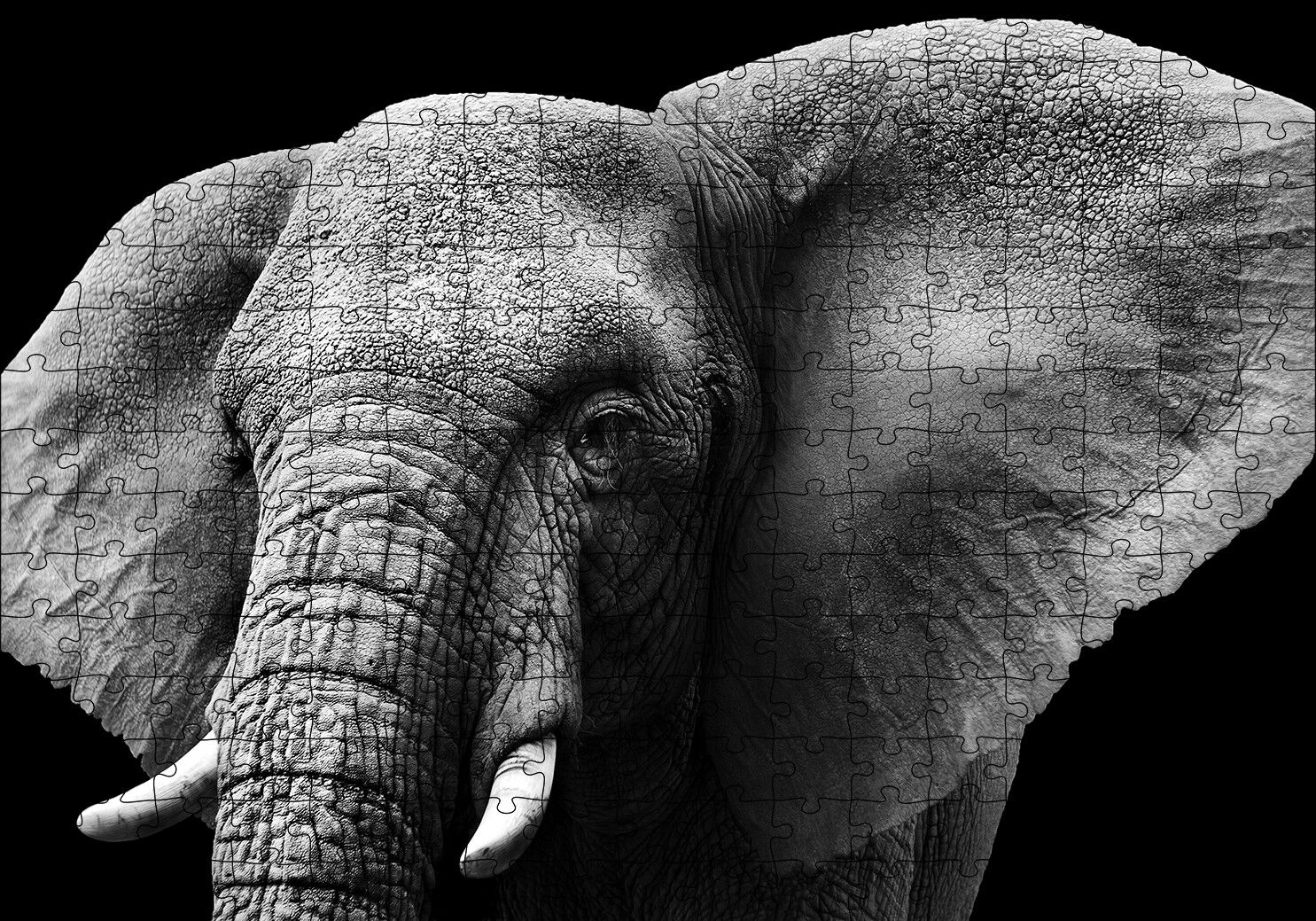 Yakın Plan Fil Siyah Beyaz Puzzle Yapboz MDF Ahşap 255 Parça 34 cm X 49 cm